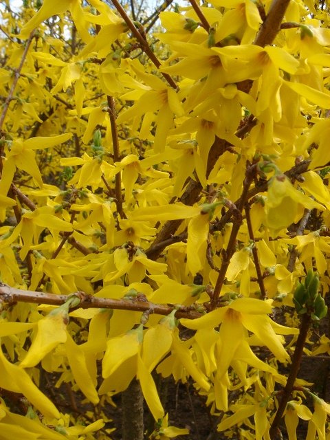 Forsythia x intermedia 'Beatrix Farrand'